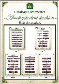 Catalogue amthyste dent de chien